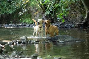 two dogs standing in the water in a river at Fox & Hounds Country Hotel in Chulmleigh