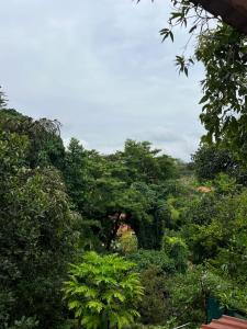 a forest filled with lots of lush green trees at Nature View Friends Villa - The Dream Stays ll Infinity Big pool ll 3Rooms ll Wi-Fi in Lonavala