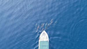 a group of birds flying above a boat in the water at HB'S iSLAND LiFE in Mathiveri +14 photos