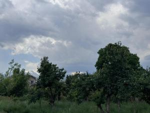 a group of trees in a field with a house at Maximus in Bokonbayevo