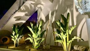 a group of plants in front of a wall at Casa Infinidad in Moraira