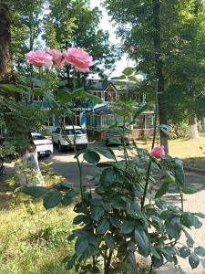 a bush of pink roses in a yard at Park Hotel in Quba