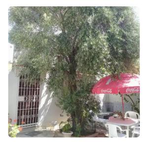 a tree with a table and a cocacola umbrella at l'Olivier in La Goulette