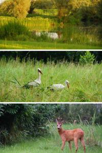two pictures of two birds and a deer in the grass at 401 Ruhiges Tiny House mit Wiese in Bleckede +3 photos