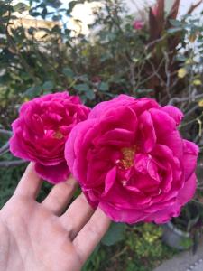 a person holding two pink flowers in their hand at La Casona de Emilia in Corrientes