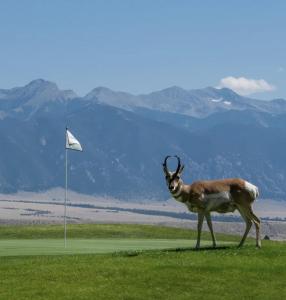 a gazelle standing on a golf course with a white flag at The Retreat in Ennis