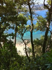uma vista para uma praia através das árvores em Nirvana Loft em Théoule-sur-Mer