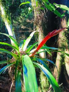 a plant with colorful flowers in a garden at CascataDiamantePousada in Laurentino