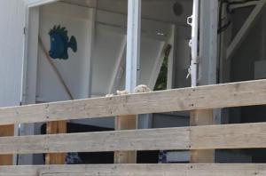 a dog sitting on top of a wooden fence at Case du pêcheur in Grand-Bourg