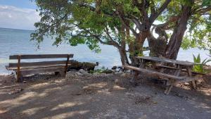 two benches sitting under a tree next to the water at Case du pêcheur in Grand-Bourg