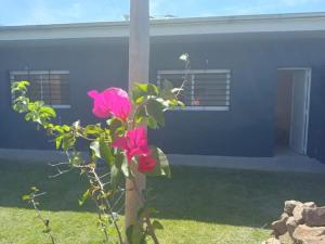 a plant with pink flowers in front of a house at El Despertar in Concepción del Uruguay