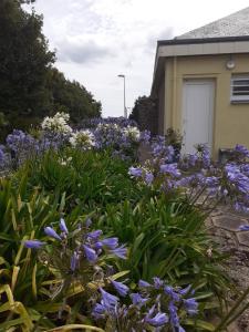 a garden of purple flowers in front of a house at L'agapanthe in Plouézec