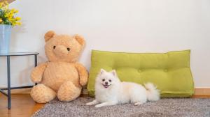 a small white dog sitting next to a teddy bear at Taean Tteulapbada Pension in Taean