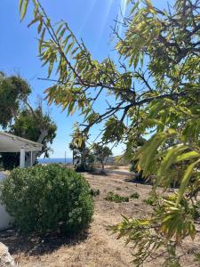 a row of trees in front of a house at Olive Haven in Provatas