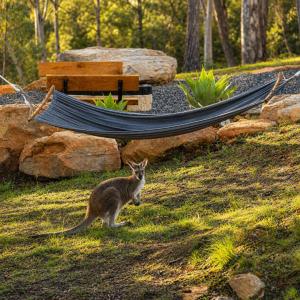 a koala standing in the grass next to a hammock at Willow Cabin at The Reset Retreat in Charbon