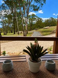 a potted plant sitting on a table in front of a window at Willow Cabin at The Reset Retreat in Charbon