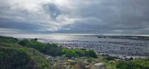 a large flock of birds on a body of water at Harts Water in Jacobs Bay +3 photos