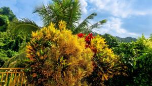 a bunch of plants with a palm tree in the background at Appartement accueillant au Robert avec balcon et jardin in Le Robert