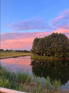 a pond with a tree in the middle of a field at Bieślin 41 in Bieślin