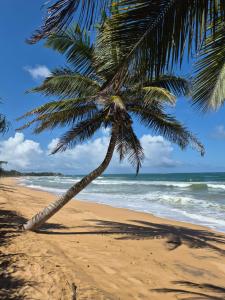a palm tree on a beach with the ocean at NATIVE SOULS Beach Hotel in Induruwa