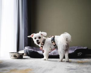 a small white dog wearing a harness standing on the floor at Focus Hotel Premium Olsztyn in Olsztyn