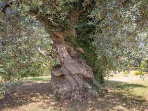 an old tree with ivy growing on it at Apartment Iris by Interhome in Venturina Terme +60 photos