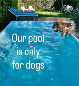 a dog jumping into a pool with the words our pool is only for dogs at Casa Lory in Bellagio
