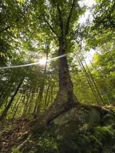 a tree in the middle of a forest at White Mountains A-Frame Off-Grid Stars Firepit in North Lovell