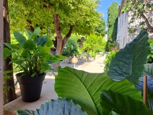 a bunch of green plants on a balcony at Bed and Breakfast with a View & Pool Bastide de Marie Grasse in Grasse