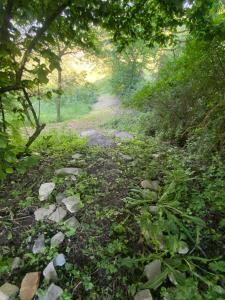 a dirt trail in a forest with trees and plants at Il Bagatto B&B in Cavola