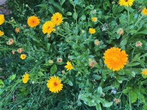 a bunch of yellow and orange flowers in a field at Il Bagatto B&B in Cavola