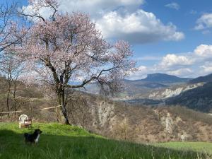a dog sitting on a hill next to a tree at Il Bagatto B&B in Cavola