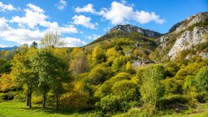 a forest of trees with mountains in the background at BB CHALET in Kolašin