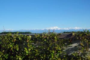 a field of plants with mountains in the background at Malpensa-Milano, Terrazza, 2 Bagni in Galliate