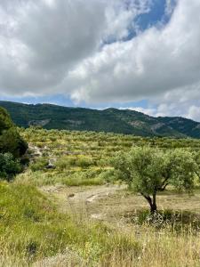 a tree in a field with mountains in the background at El Somni de Paqui Apartamentos Boutique Only Adults in Alfafara