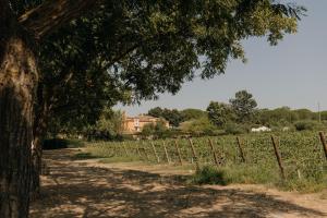 a dirt road with a tree and a vineyard at Quinta De Catralvos in Azeitao