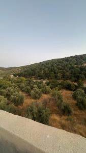 a view of a field of trees from a highway at مطل محنا الجبلي in Ajloun +9 photos