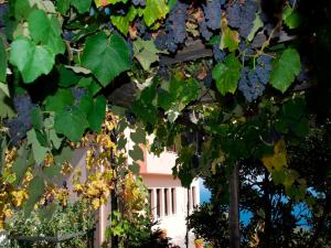 Zahrada ubytování Villa Aglaini