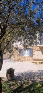 a plant in a pot sitting under a tree at L'ecrin de Provence in Beaumes-de-Venise