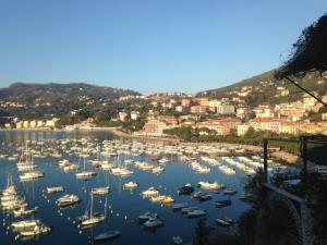 a bunch of boats are docked in a harbor at 5 Terre in Lerici
