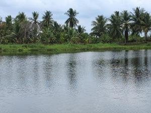 a body of water with palm trees in the background at Villa La Patrona in Parrita +22 photos