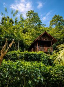 a wooden cabin in the middle of a forest at Sinharaja Forest Lodge - Deniyaya in Dombagoda