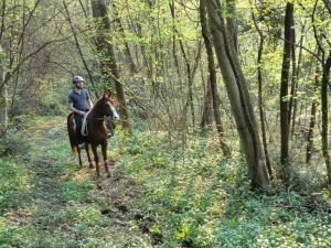 una persona montando un caballo en un sendero en el bosque en Ca Borgh, en Santa Maria di Feletto