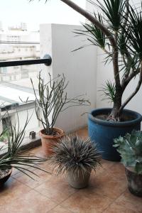 a group of potted plants sitting on a floor at Chloechen Home in Taitung City