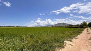 a dirt road next to a green field at NomadicaKyrgyz in Tërt-Kul'