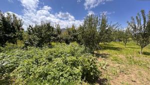 an apple orchard with trees and bushes in a field at NomadicaKyrgyz in Tërt-Kul' +14 photos