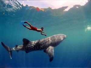 a man swimming with a whale shark in the ocean at Ghaniya Homestay in Bonto