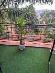 a palm tree in a pot on a balcony at Hanik Homes in Kampala