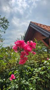 a group of pink flowers in front of a house at Verina kuća in Kosjeric