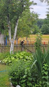 a cat standing on top of a wooden fence at Verina kuća in Kosjeric